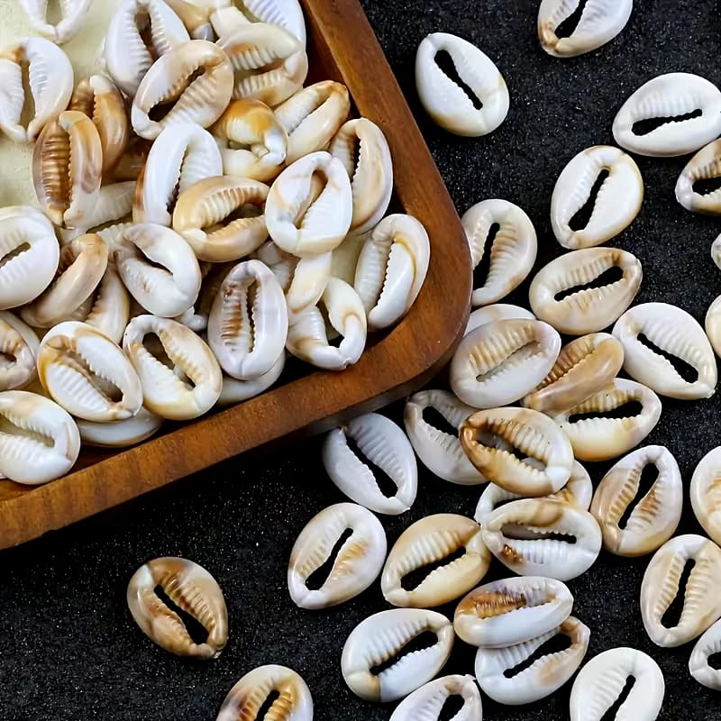 COWRIES 50 pieces